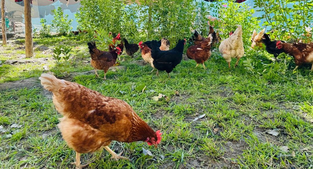 Second Round of Poultry Distribution Successfully Completed